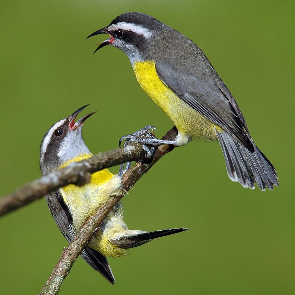 Top 96+ Images in what country can you find the world’s smallest bird? Latest